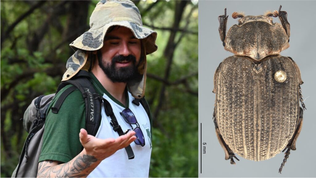 Vinícius Costa-Silva and dorsal habitus of Omorgus indigenus Scholtz, 1990