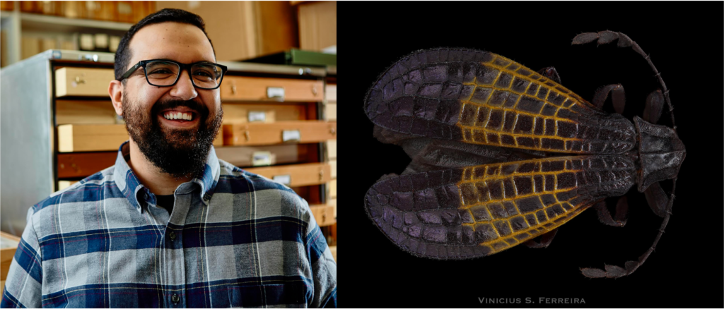 Dr. Vinícius Ferreira at the Montana Entomology Collection and a dorsal habitus image of Calopteron textile Bourgeois, 1899.