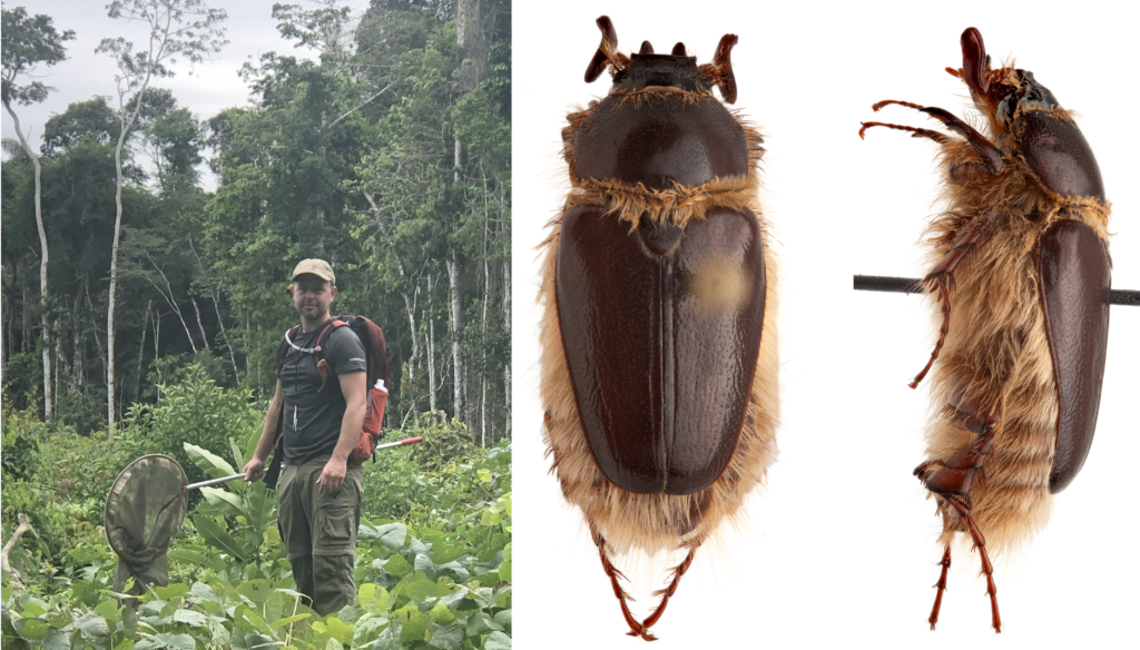 Dr. Kyle Schnepp collecting in Madre de Dios, Peru and the melolonthinae Warwickia pilosa (Sanderson, 1939).